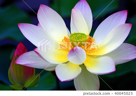Lotus flower Lotus flower 40045023