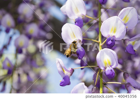 Bee Pollination Fuji 40045356
