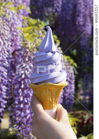 Purple soft cream wisteria 40045357