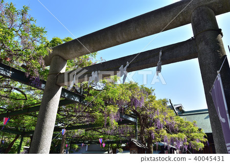 Torii and Sennen-no-fuji of Kokuryo Shrine Torii and Sennen-no-fuji of Kokuryo Shrine 40045431