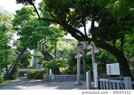 Large zelkova of Chofu and Aoshima Shrine Large zelkova of Chofu and Aoshima Shrine 40045432