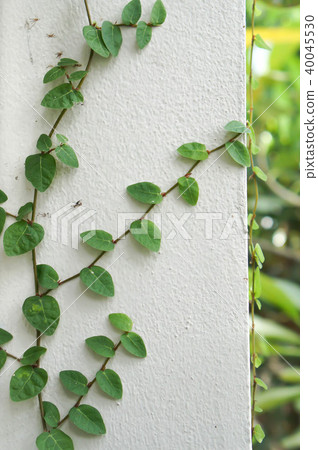 tridax procumbens or coatbuttons or Mexican daisy 40045530