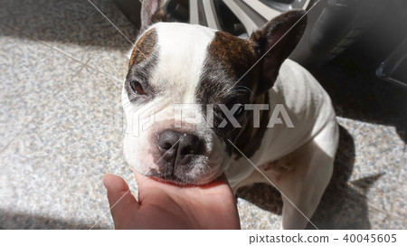 French bulldog or someone is touching a dog 40045605