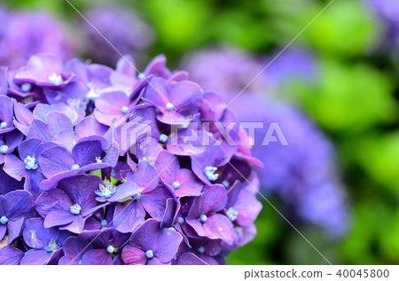 Taipei Bamboo Lake Gaojia Hydrangea Hydrangea hortensia hydrangea 40045800