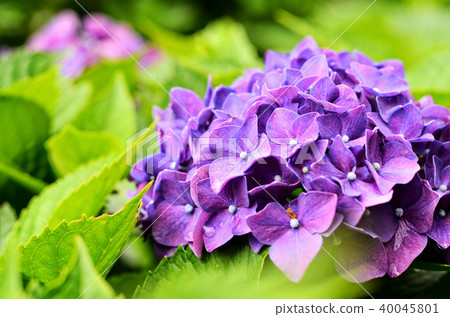 台北 竹子湖 高家繡球花 繡球花 台灣 賞花 hortensia 紫陽花 台北 竹子湖 高家繡球花 繡球花 台灣 賞花 hortensia 紫陽花 40045801