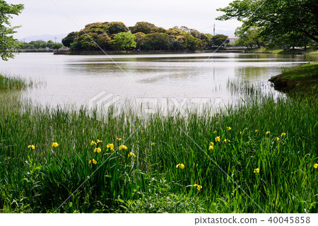 新鮮的綠色公園 40045858
