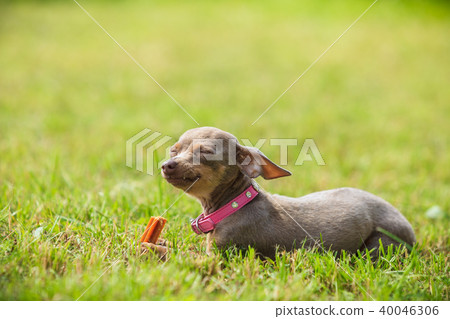 Little dog playing outside 40046306