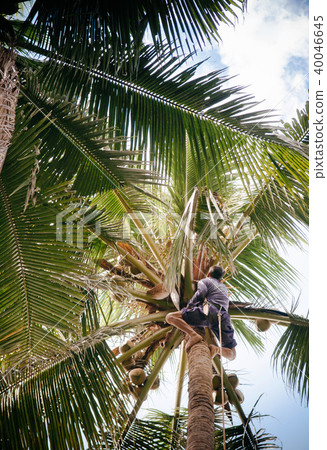 Asian man climbing coconut tree in tropical farm 40046645