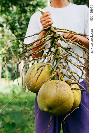 Man holding coconut in hand Southeast Asia country Man holding coconut in hand Southeast Asia country 40046646