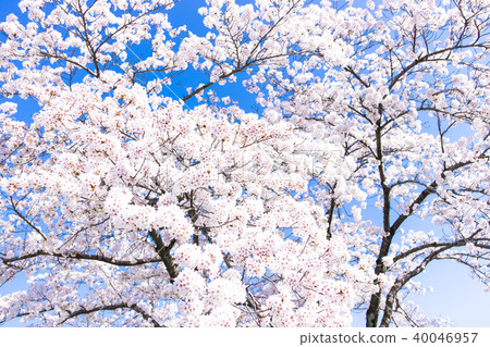 Cherry Blossoms Cherry Blossoms 40046957