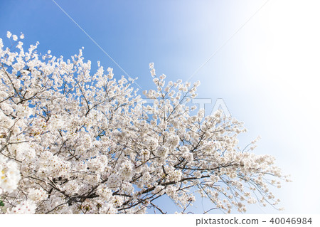 櫻花 40046984