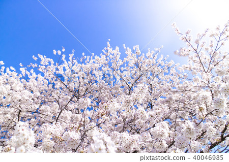 櫻花 40046985