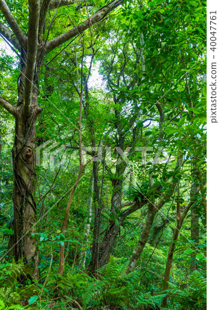 Otani watari of Kinsakubara primeval forest Otani watari of Kinsakubara primeval forest 40047761