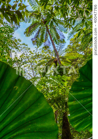 I look over the lizards over Kwazu imo leaves at Kinsakubara primeval forest I look over the lizards over Kwazu imo leaves at Kinsakubara primeval forest 40047766