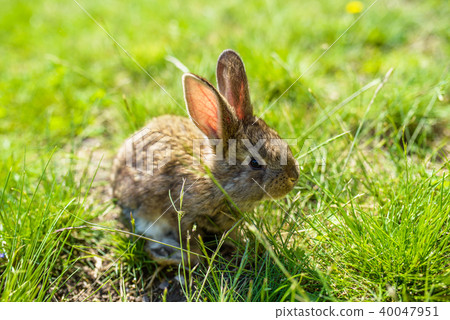 rabbit on the grass 40047951