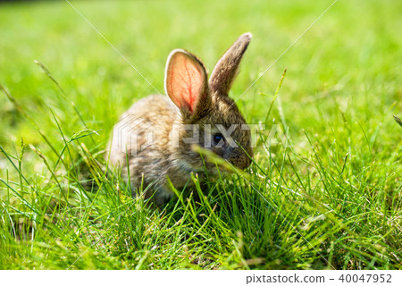 rabbit on the grass 40047952