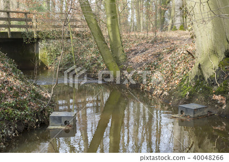 Floating muskrat trap in stream in Netherlands. 40048266