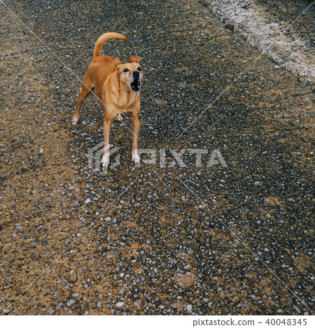 dog barking on the road dog barking on the road 40048345
