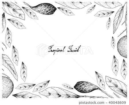 Apple Mango and Chebulic Myrobalans Fruits 40048609