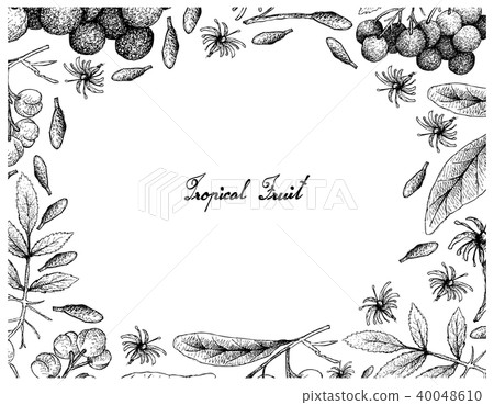 American Elder and Acronychia Pedunculata Fruits American Elder and Acronychia Pedunculata Fruits 40048610