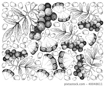 Background of Pineapple and American Elder Fruits 40048611