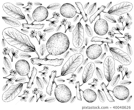 Hand Drawn African Mangosteen on White Background Hand Drawn African Mangosteen on White Background 40048626