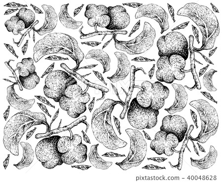 Background of Fresh Artocarpus Lacucha Fruits Background of Fresh Artocarpus Lacucha Fruits 40048628