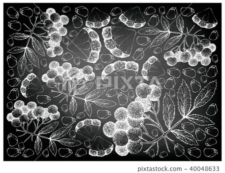 Pineapple and American Elder Fruits on Chalkboard 40048633