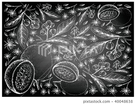 Acronychia Pedunculata Passion Fruits Chalkboard Acronychia Pedunculata Passion Fruits Chalkboard 40048638