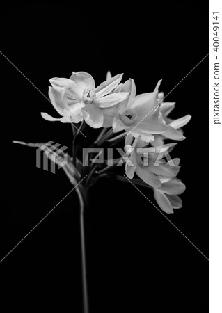 Jonquil. Black and white Jonquil. Black and white 40049141
