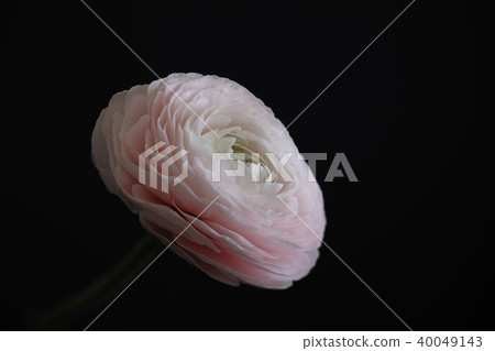Pink paigle. Black background Pink paigle. Black background 40049143