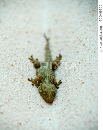 Gecko waiting for the sun's heat 40049492