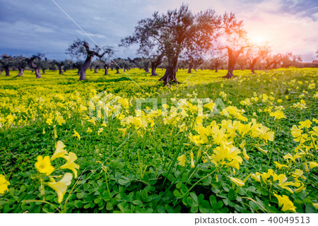 Beautiful yellow flowers in the garden 40049513