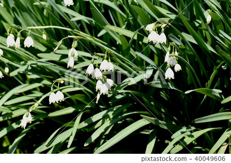 Snowflake blooming in Mitaka Nakahara 40049606