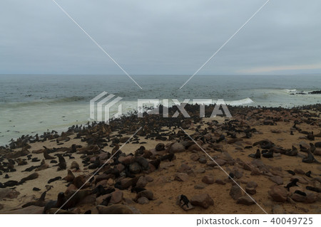 Cape fur seals 40049725