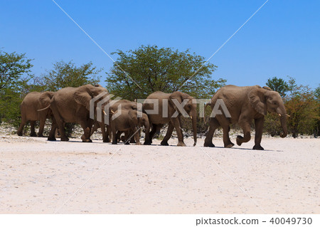Herd of elephants 40049730