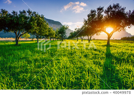 Green lawn and rays breaking through trees at sunset. Green lawn and rays breaking through trees at sunset. 40049978