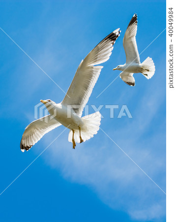 Two seagulls flying in a sky Two seagulls flying in a sky 40049984