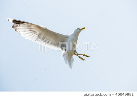 Seagulls flying in a sky Seagulls flying in a sky 40049991