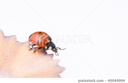 Ladybug walking on pencil shavings 40049994