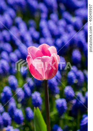 Tulips Blooming in Spring Tulips Blooming in Spring 40049997