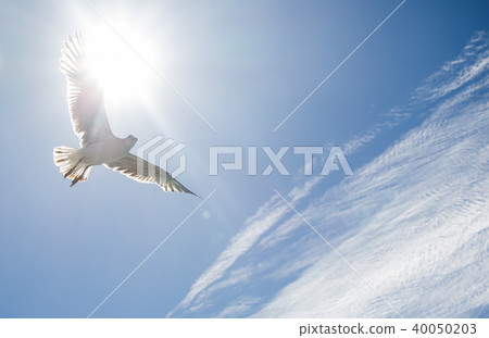 Single seagull flying in cloudy blue a sky 40050203