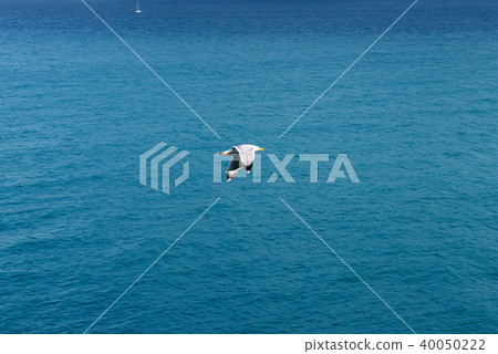 Seagull on the blue sea background Seagull on the blue sea background 40050222