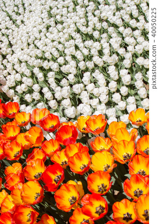 Orange color tulip flowers in the garden Orange color tulip flowers in the garden 40050225