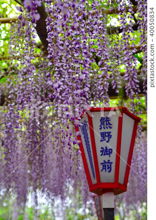 Nagato of Kumano 40050834