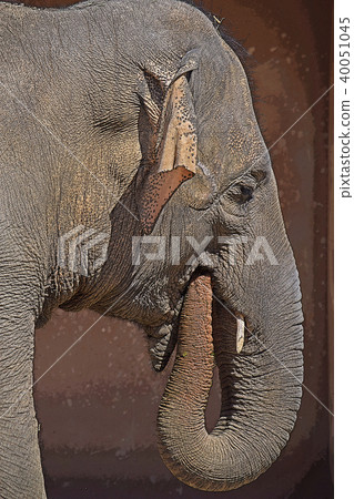 Asian elephant Asian elephant 40051045