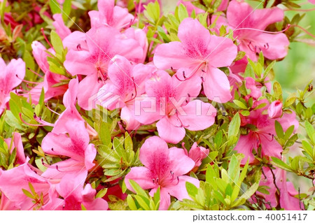 Azalea blooming in Mitaka Nakahara 40051417