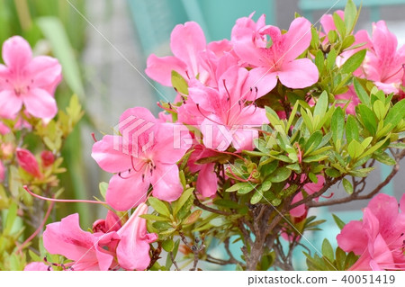 杜鵑花盛開在三鷹中原 40051419