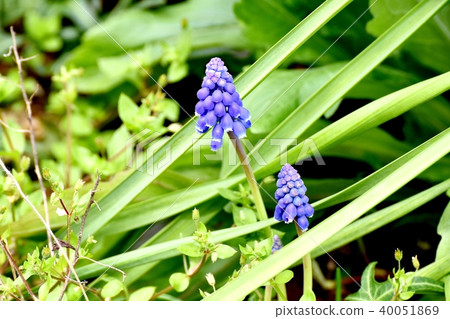 穆斯卡里盛開在三笠中原 40051869