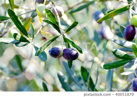 橄欖果成為三鷹中原 橄欖果成為三鷹中原 40051870